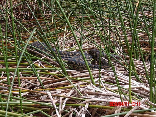 Australian Scrub Python sighting