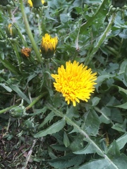 Taraxacum