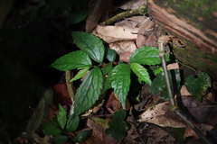 Elatostema cyrtandrifolium