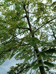 Moringa