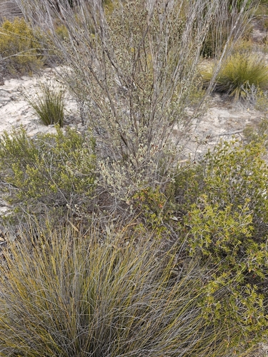 Velvet spyridium (Spyridium subochreatum)