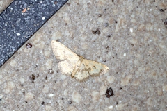 Idaea phaeocrossa