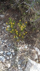 Chrysactinia mexicana