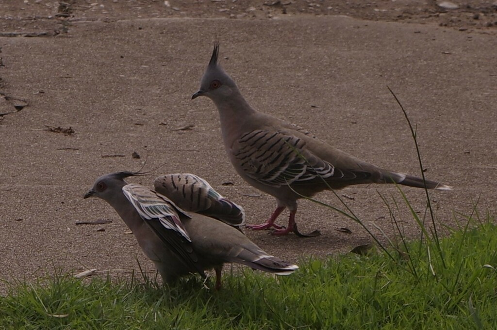 Crested Pigeon from Maryborough QLD 4650, Australia on April 1, 2024 at ...