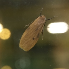 Paralithosia shaowuica
