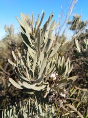 Leucospermum parile