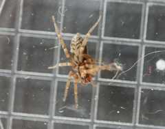 Liocranum rupicola