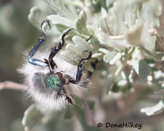 Paracotalpa granicollis