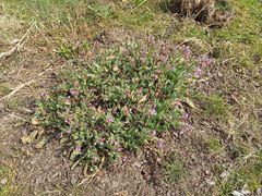 Pulmonaria saccharata