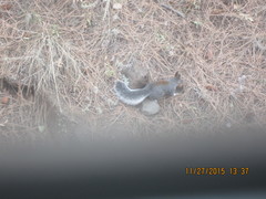 Sciurus aberti