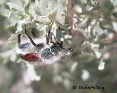 Paracotalpa granicollis