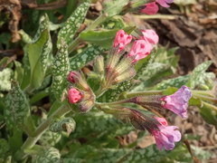 Pulmonaria saccharata
