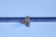 Olulis puncticinctalis