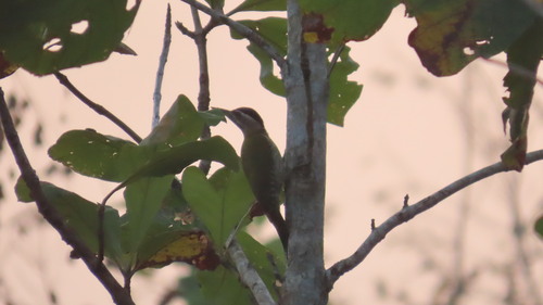 Kleine schubbuikspecht (Picus xanthopygaeus)