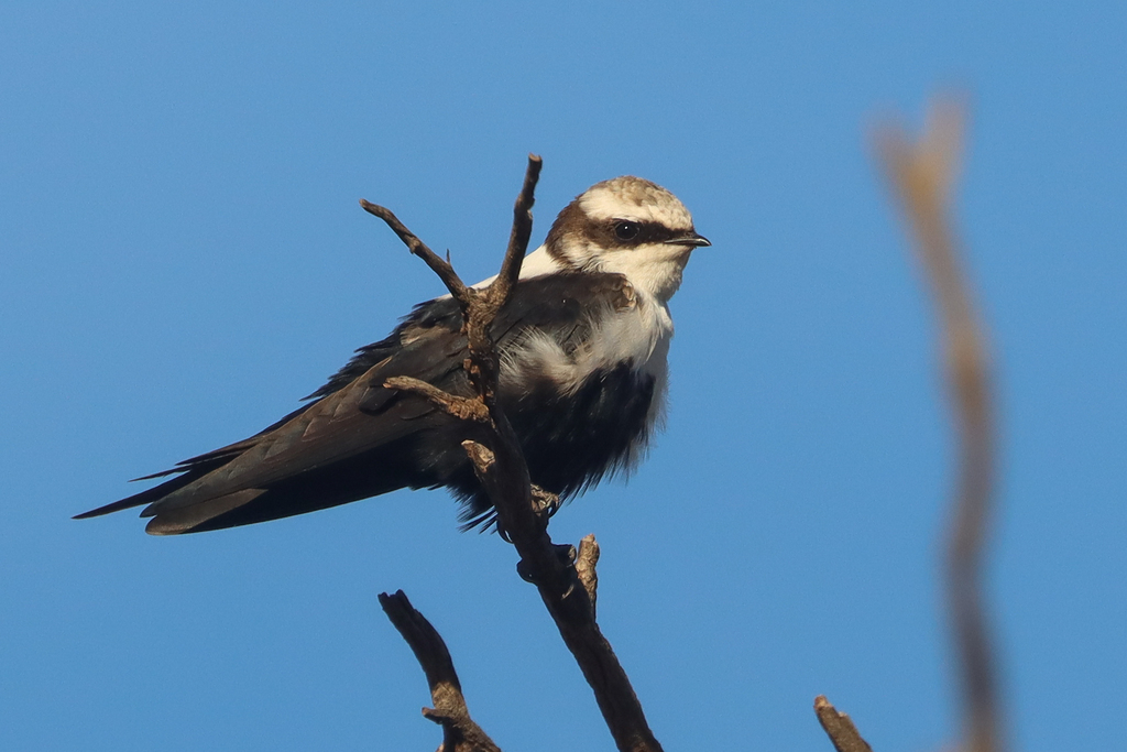 White-backed Swallow (Cheramoeca leucosterna) photo