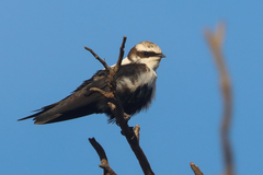 White-Backed Swallow photo 1