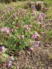 Pulmonaria saccharata
