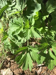 Artemisia verlotiorum