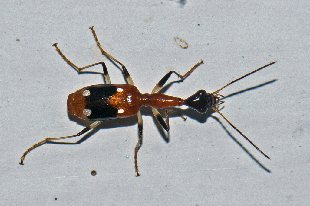 Odacanthini