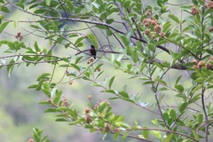 Leptocoma calcostetha