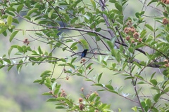 Leptocoma calcostetha