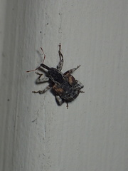 Conotrachelus anaglypticus