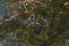 Egeria densa