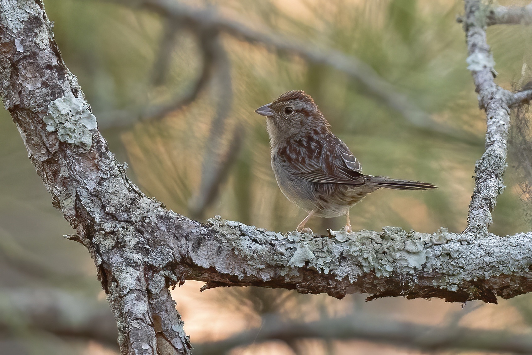 Bachman's Sparrow illustration