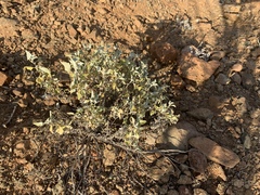 Ambrosia chenopodiifolia