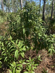 Miconia bicolor