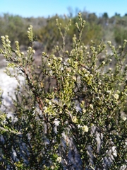 Phylica cephalantha