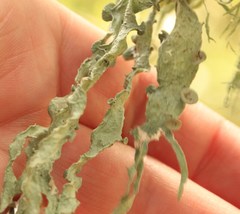 Ramalina leptocarpha