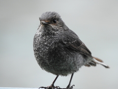 Plumbeous Water-Redstart photo 4