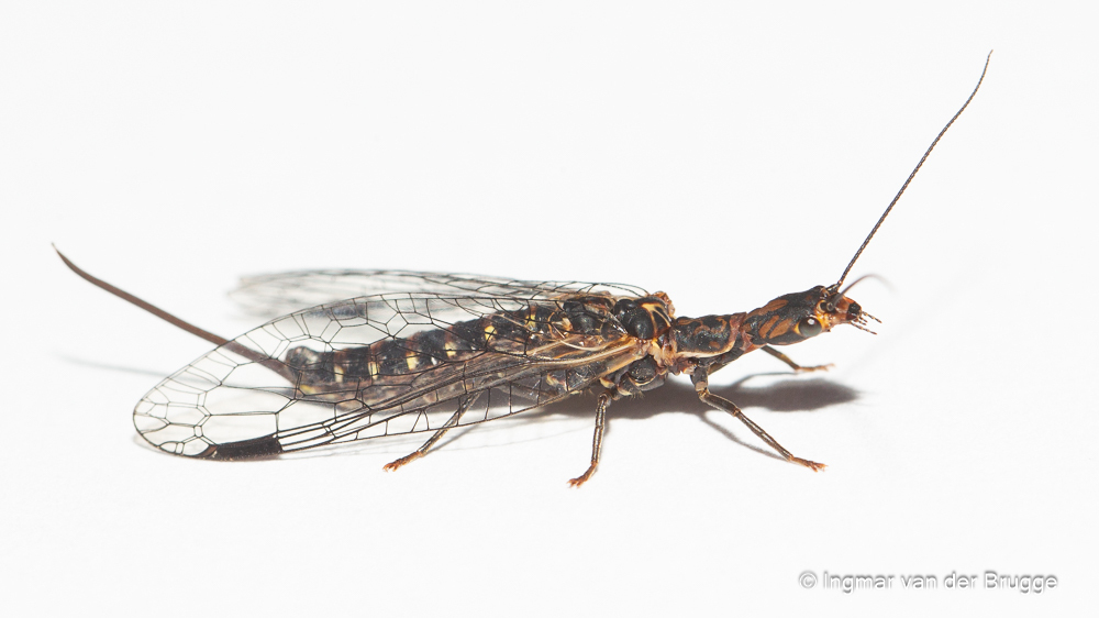 Fibla hesperica