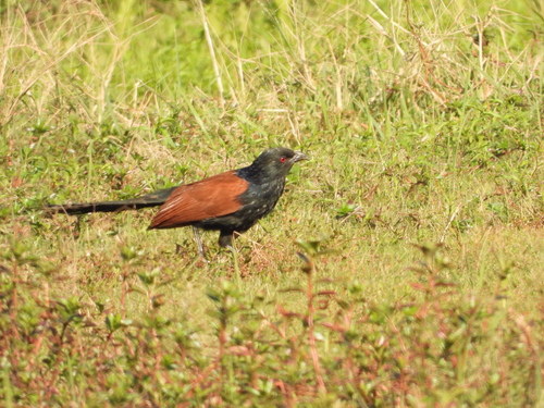 Greater Coucal