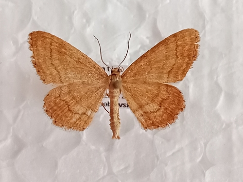 piadica okrová (Idaea ochrata)
