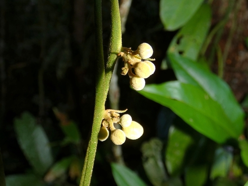 Image of Harpullia rhyticarpa by (c) Kai Squires, some rights reserved (CC BY)