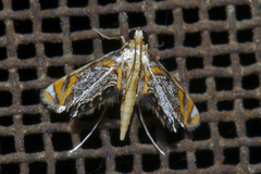 Nymphicula