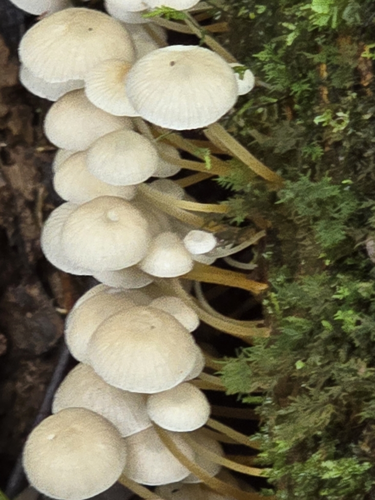 Pseudohiatula irrorata