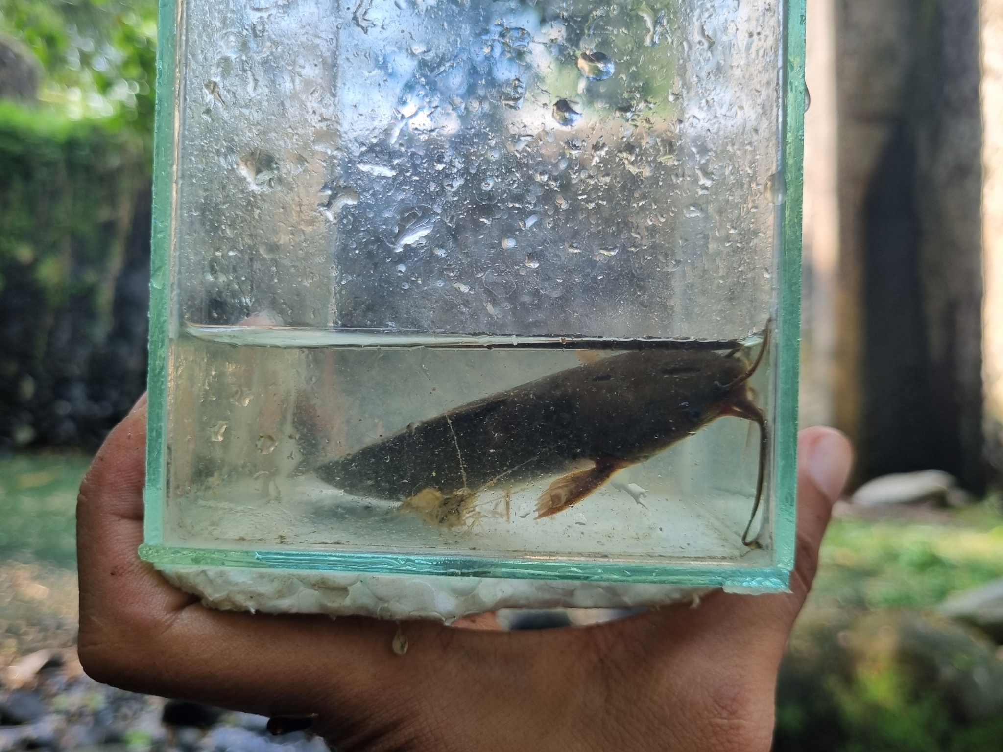 ปลาดุก, ปลาดุกด้าน, ปลาดุกน้ำจืด, aasia angersäga, albino walking fish, alimudan, ålmal, andeng, asiatisk vandrarmal, cá trèn trang, cá trê tráng, clarias catfish, climbing perch, freshwater catfish, froschwels, ikan lele, magur, walking catfish