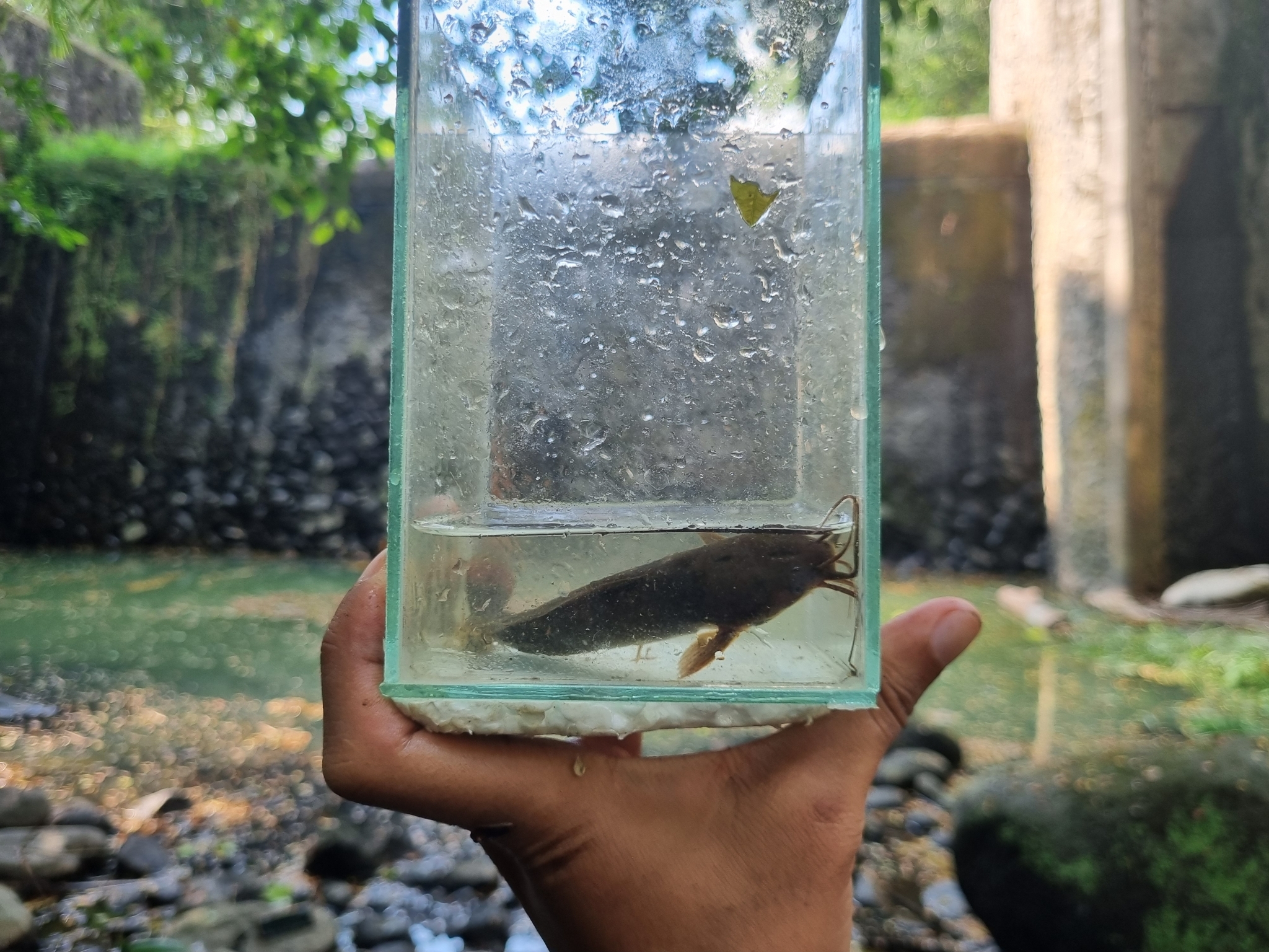 ปลาดุก, ปลาดุกด้าน, ปลาดุกน้ำจืด, aasia angersäga, albino walking fish, alimudan, ålmal, andeng, asiatisk vandrarmal, cá trèn trang, cá trê tráng, clarias catfish, climbing perch, freshwater catfish, froschwels, ikan lele, magur, walking catfish