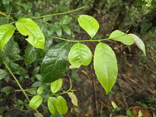 Ilex guayusa, photograph 6
