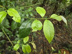 Ilex guayusa, photograph (c) Alan Rockefeller, some rights reserved (CC BY)