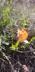 Oenothera grandis