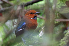Rufous-Headed Ground-Roller photo 1