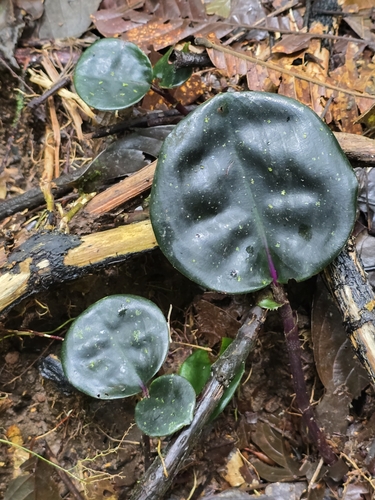 Geogenanthus ciliatus (Geogenanthus ciliatus)