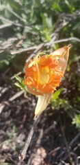 Oenothera grandis