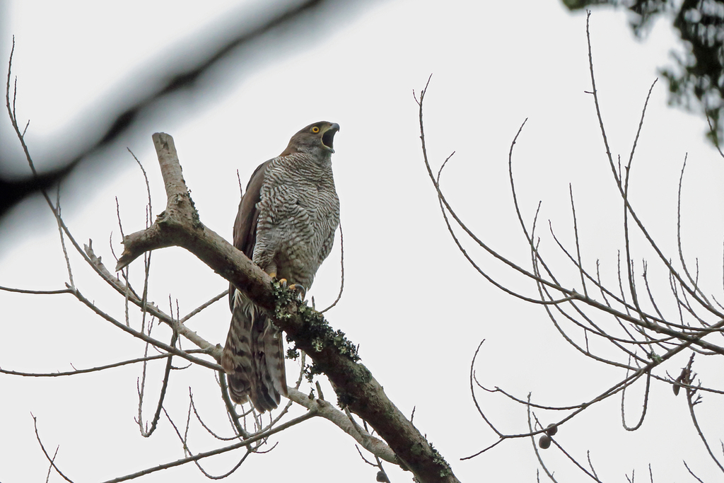 Henst's Goshawk