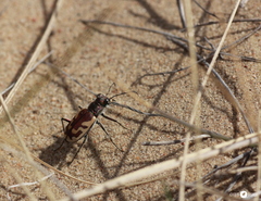 Cicindela lengi