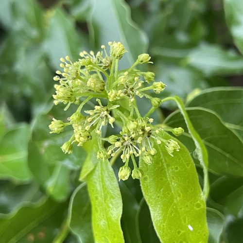Acer oblongum, photograph 5